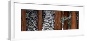 Sequoia Trees Sequoia National Park CA USA-Panoramic Images-Framed Photographic Print