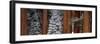 Sequoia Trees Sequoia National Park CA USA-Panoramic Images-Framed Photographic Print