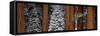 Sequoia Trees Sequoia National Park CA USA-Panoramic Images-Framed Stretched Canvas