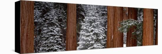 Sequoia Trees Sequoia National Park CA USA-Panoramic Images-Stretched Canvas