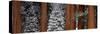 Sequoia Trees Sequoia National Park CA USA-Panoramic Images-Stretched Canvas