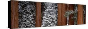 Sequoia Trees Sequoia National Park CA USA-Panoramic Images-Stretched Canvas