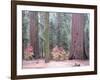 Sequoia Trees-NaxArt-Framed Art Print