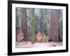 Sequoia Trees-NaxArt-Framed Art Print