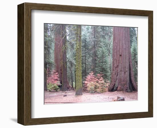 Sequoia Trees-NaxArt-Framed Art Print