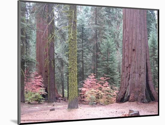 Sequoia Trees-NaxArt-Mounted Art Print
