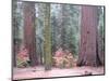 Sequoia Trees-NaxArt-Mounted Art Print