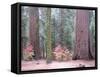 Sequoia Trees-NaxArt-Framed Stretched Canvas