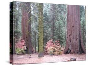 Sequoia Trees-NaxArt-Stretched Canvas