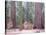 Sequoia Trees-NaxArt-Stretched Canvas