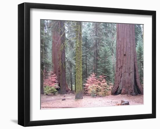 Sequoia Trees-NaxArt-Framed Art Print