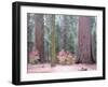 Sequoia Trees-NaxArt-Framed Art Print