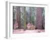 Sequoia Trees-NaxArt-Framed Art Print