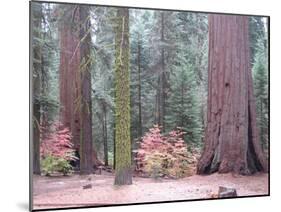 Sequoia Trees-NaxArt-Mounted Art Print