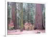 Sequoia Trees-NaxArt-Framed Art Print