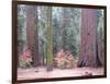 Sequoia Trees-NaxArt-Framed Art Print