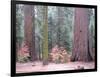 Sequoia Trees-NaxArt-Framed Art Print