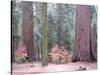 Sequoia Trees-NaxArt-Stretched Canvas