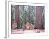 Sequoia Trees-NaxArt-Framed Art Print