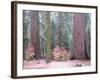 Sequoia Trees-NaxArt-Framed Art Print