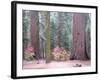 Sequoia Trees-NaxArt-Framed Art Print