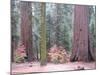 Sequoia Trees-NaxArt-Mounted Art Print