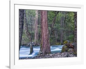 Sequoias and Merced River, Yosemite National Park, California, USA-Art Wolfe-Framed Photographic Print