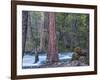 Sequoias and Merced River, Yosemite National Park, California, USA-Art Wolfe-Framed Photographic Print