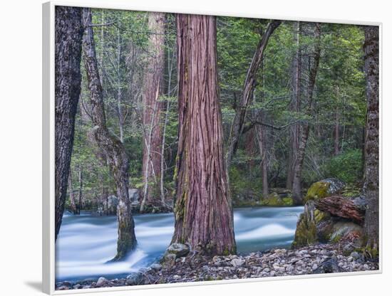 Sequoias and Merced River, Yosemite National Park, California, USA-Art Wolfe-Framed Photographic Print
