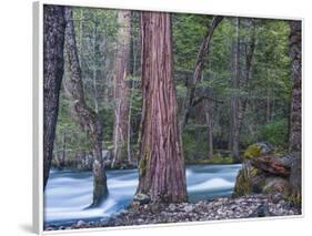 Sequoias and Merced River, Yosemite National Park, California, USA-Art Wolfe-Framed Photographic Print
