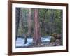 Sequoias and Merced River, Yosemite National Park, California, USA-Art Wolfe-Framed Photographic Print