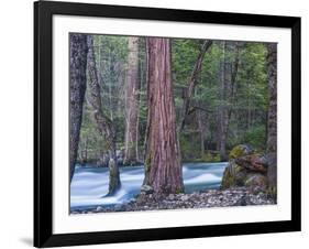 Sequoias and Merced River, Yosemite National Park, California, USA-Art Wolfe-Framed Photographic Print