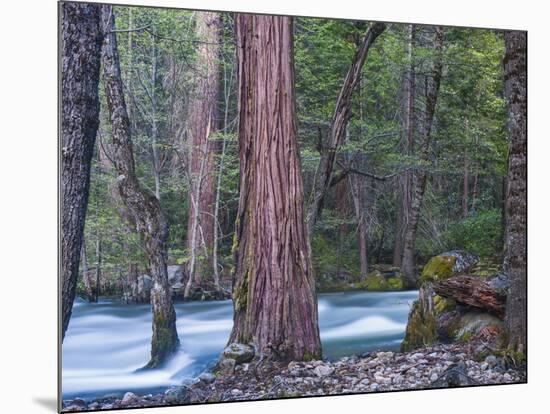 Sequoias and Merced River, Yosemite National Park, California, USA-Art Wolfe-Mounted Photographic Print