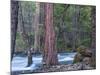 Sequoias and Merced River, Yosemite National Park, California, USA-Art Wolfe-Mounted Photographic Print