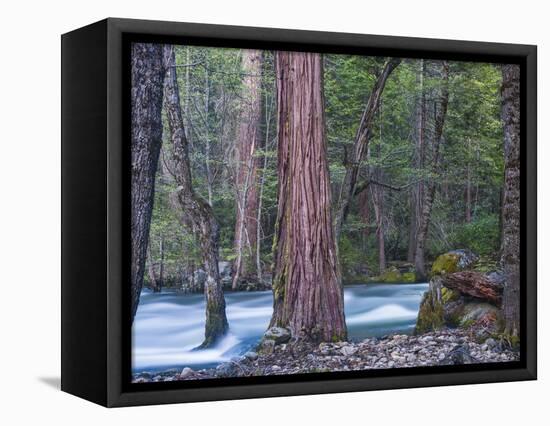 Sequoias and Merced River, Yosemite National Park, California, USA-Art Wolfe-Framed Stretched Canvas