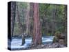 Sequoias and Merced River, Yosemite National Park, California, USA-Art Wolfe-Stretched Canvas