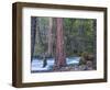 Sequoias and Merced River, Yosemite National Park, California, USA-Art Wolfe-Framed Photographic Print