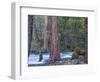 Sequoias and Merced River, Yosemite National Park, California, USA-Art Wolfe-Framed Photographic Print