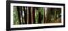 Sequoias on the Island Mainau in Lake Constance, Baden-WŸrttemberg, Germany-Markus Leser-Framed Photographic Print