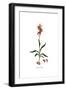 Serapias lingua, Flora Graeca-Ferdinand Bauer-Framed Giclee Print