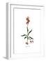 Serapias lingua, Flora Graeca-Ferdinand Bauer-Framed Giclee Print