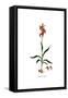 Serapias lingua, Flora Graeca-Ferdinand Bauer-Framed Stretched Canvas