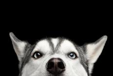 Close-Up Head of Peeking Siberian Husky Dog with Blue Eyes on Isolated Black Background, Front View-Seregraff-Photographic Print