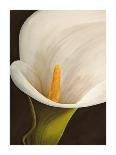 Calla moderna II-Serena Biffi-Art Print