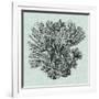 Serene Coral I-Vision Studio-Framed Art Print