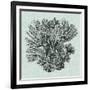 Serene Coral I-Vision Studio-Framed Art Print