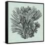 Serene Coral I-Vision Studio-Framed Stretched Canvas