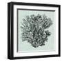 Serene Coral I-Vision Studio-Framed Art Print