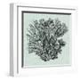 Serene Coral I-Vision Studio-Framed Art Print