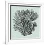 Serene Coral I-Vision Studio-Framed Art Print